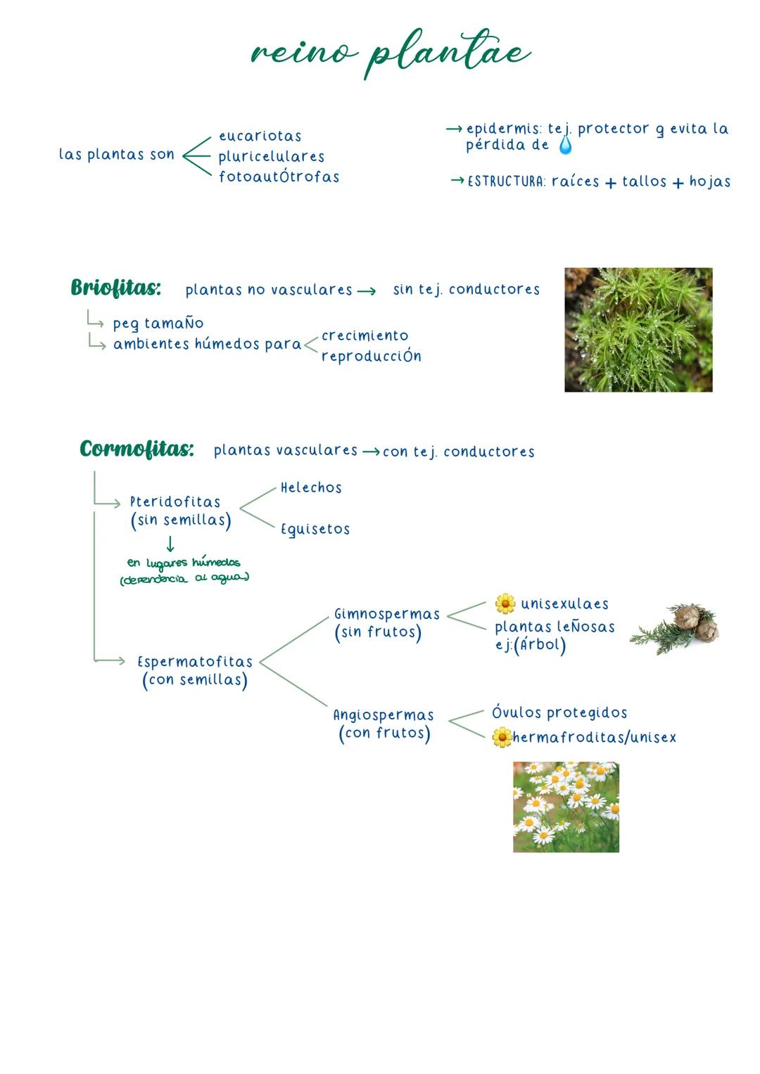 teorias evolutivas
LAMARCKISMO
* Especies cambian
* Carac. adquiridos se heredan
* uso/desuso perfeccionismo/
atrofia
DARWINISMO
luc