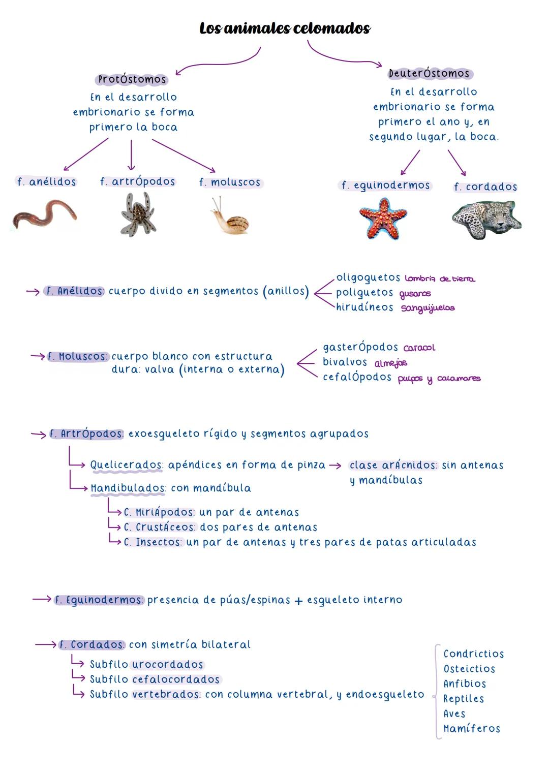 teorias evolutivas
LAMARCKISMO
* Especies cambian
* Carac. adquiridos se heredan
* uso/desuso perfeccionismo/
atrofia
DARWINISMO
luc
