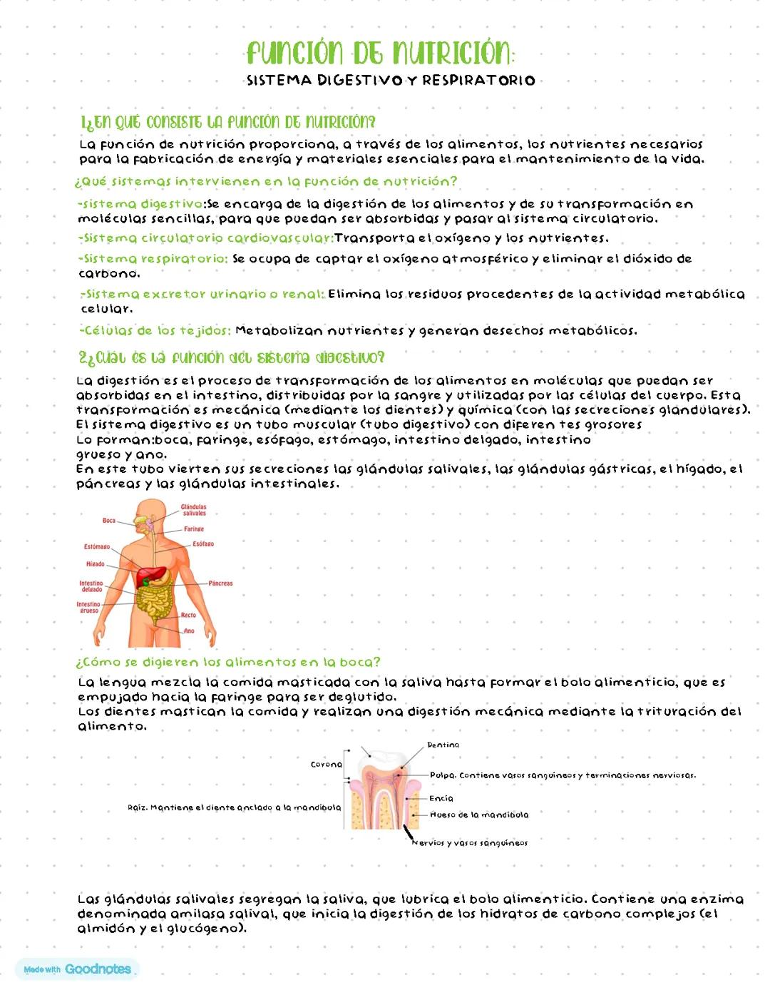 Función de nutrición: sistema digestivo y respiratorio 3 eso