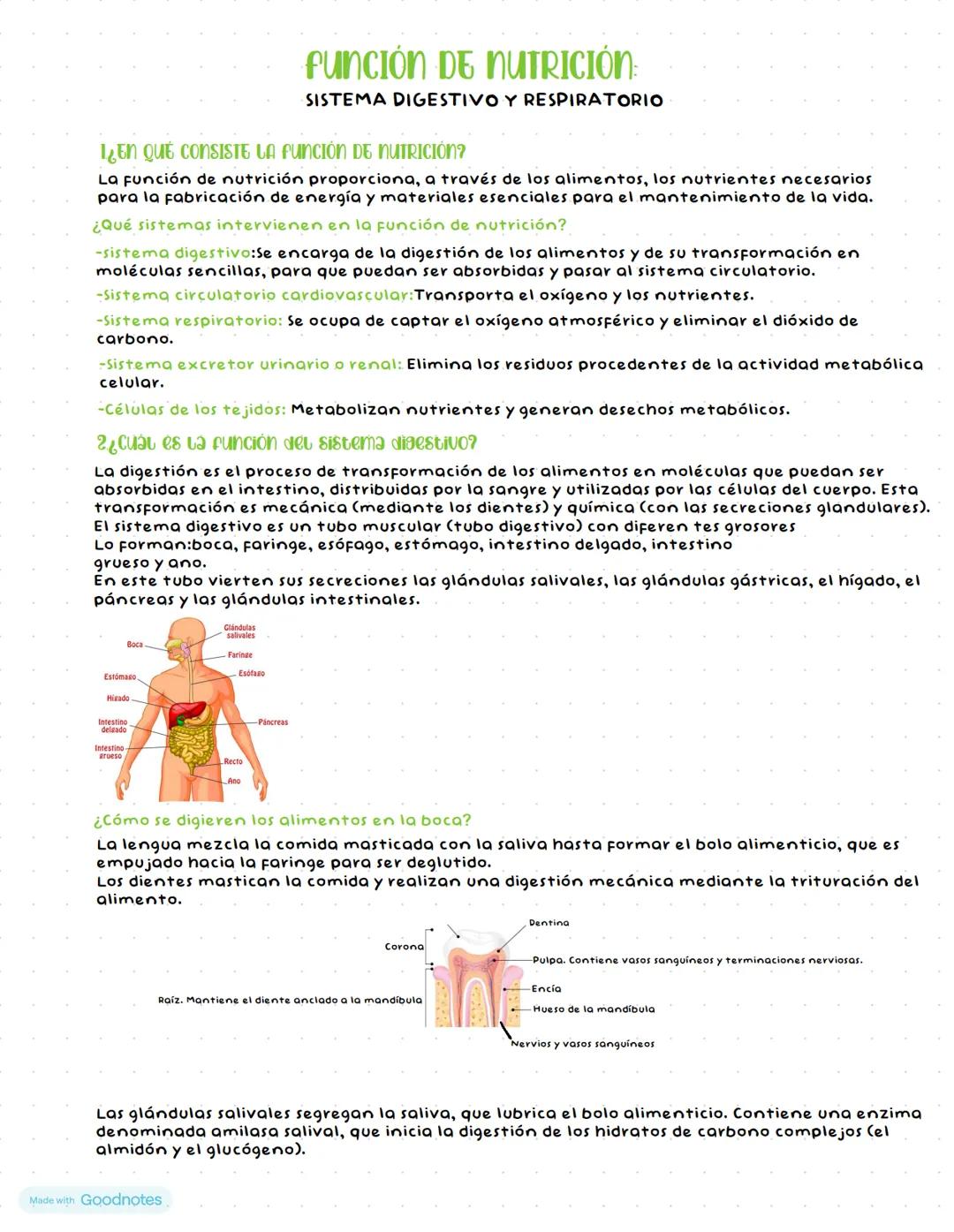# FUNCIÓN DE NUTRICIÓN:
SISTEMA DIGESTIVO Y RESPIRATORIO
# ¿EN QUE CONSISTE LA FUNCIÓN DE NUTRICIÓN?
La función de nutrición proporciona, a