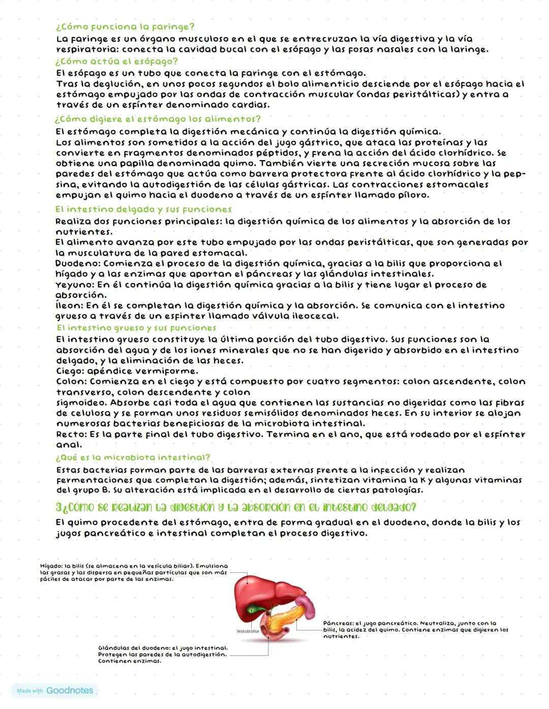 # FUNCIÓN DE NUTRICIÓN:
SISTEMA DIGESTIVO Y RESPIRATORIO
# ¿EN QUE CONSISTE LA FUNCIÓN DE NUTRICIÓN?
La función de nutrición proporciona, a