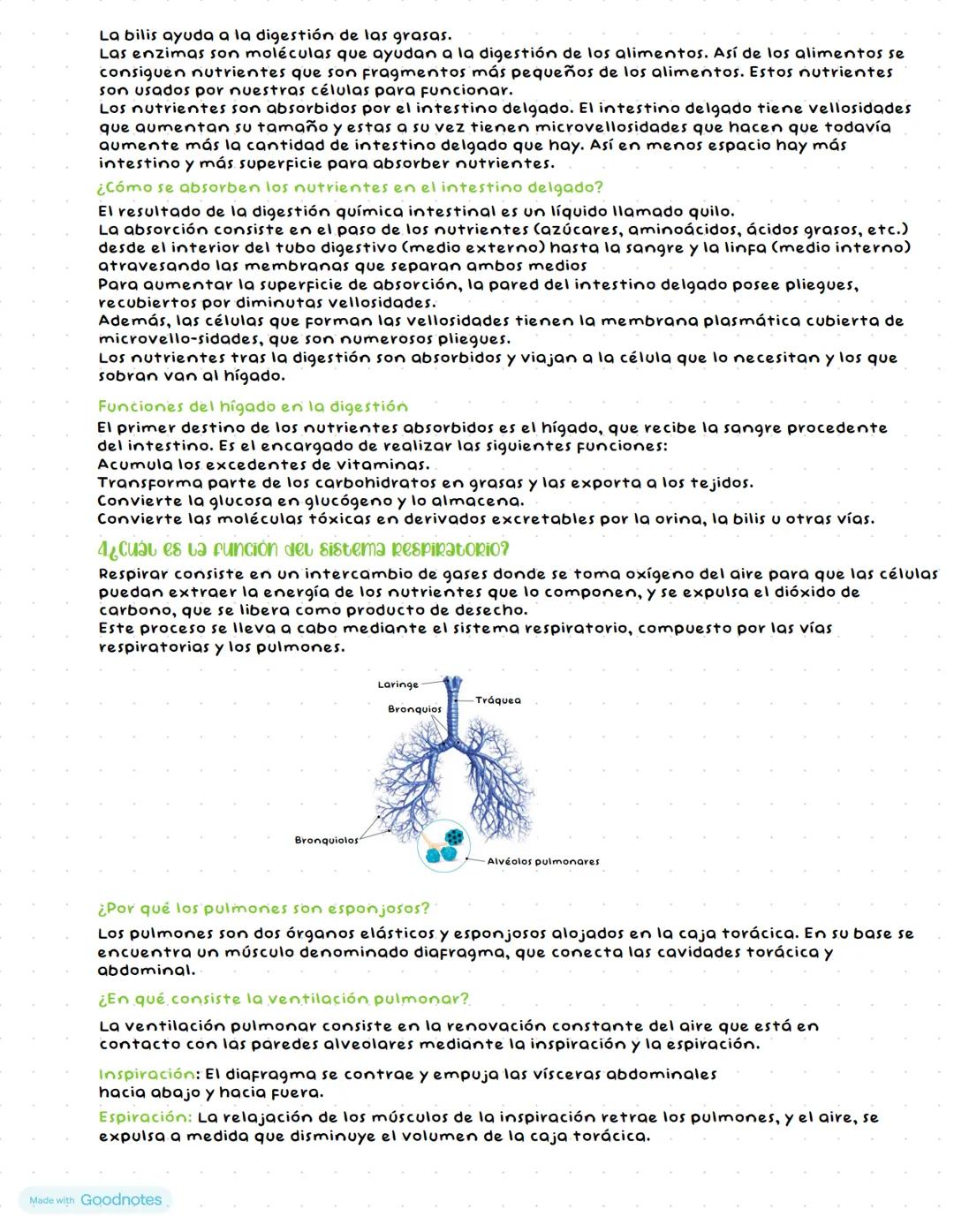 # FUNCIÓN DE NUTRICIÓN:
SISTEMA DIGESTIVO Y RESPIRATORIO
# ¿EN QUE CONSISTE LA FUNCIÓN DE NUTRICIÓN?
La función de nutrición proporciona, a
