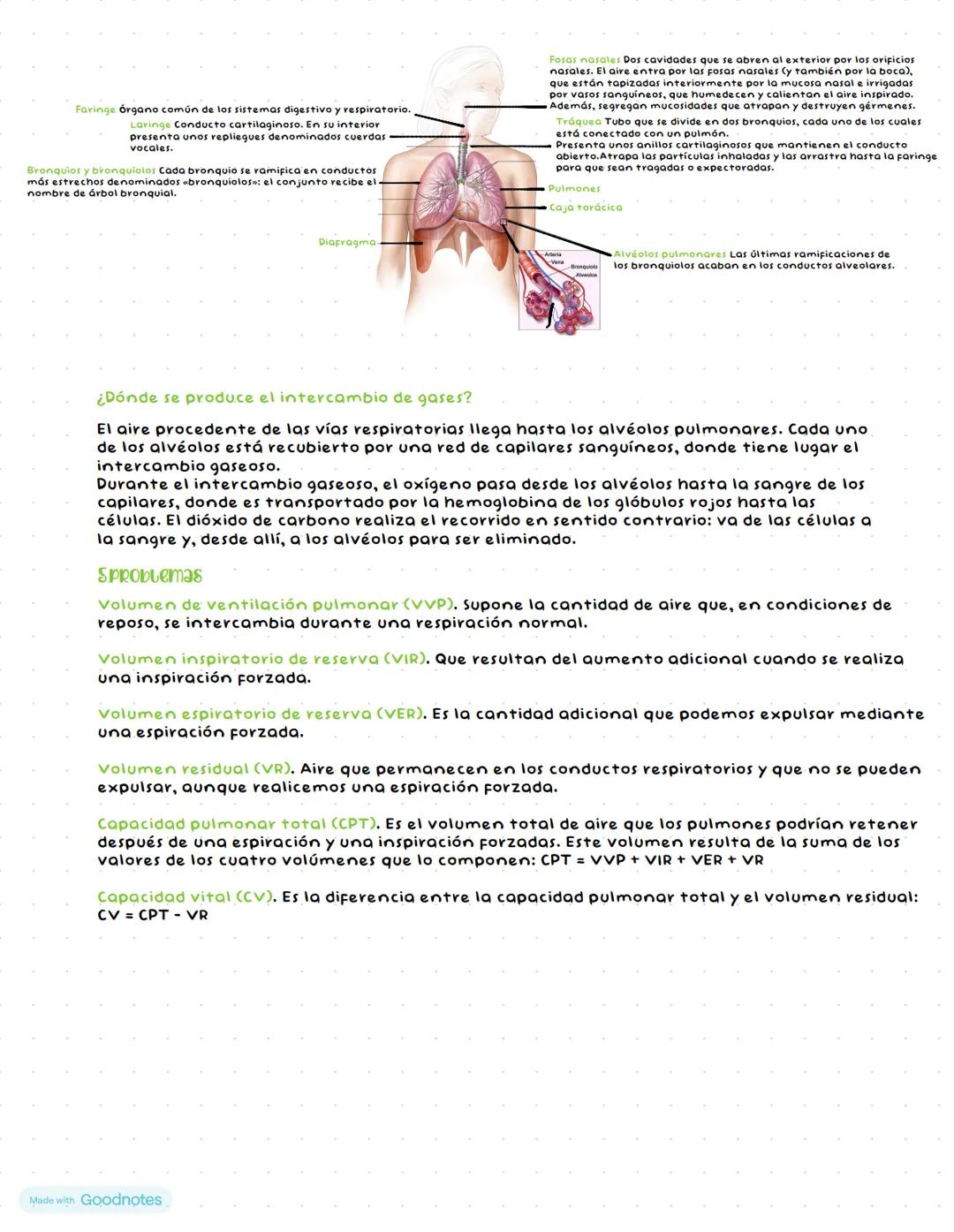 # FUNCIÓN DE NUTRICIÓN:
SISTEMA DIGESTIVO Y RESPIRATORIO
# ¿EN QUE CONSISTE LA FUNCIÓN DE NUTRICIÓN?
La función de nutrición proporciona, a