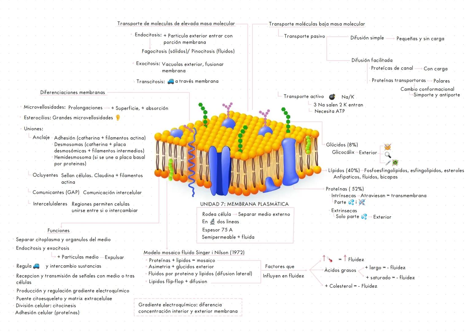Transporte de moleculas de elevada masa molecular
* Endocitosis: + Particula exterior entrar con
porción membrana
* Fagocitosis (sól