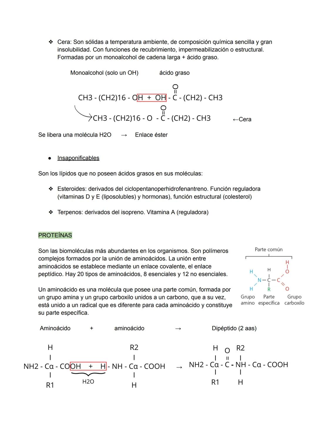 # TEMA 8 NIVELES DE ORGANIZACIÓN DE LOS
SERES VIVOS
1. Los seres vivos y su organización
Un ser vivo es un sistema de organización molecul