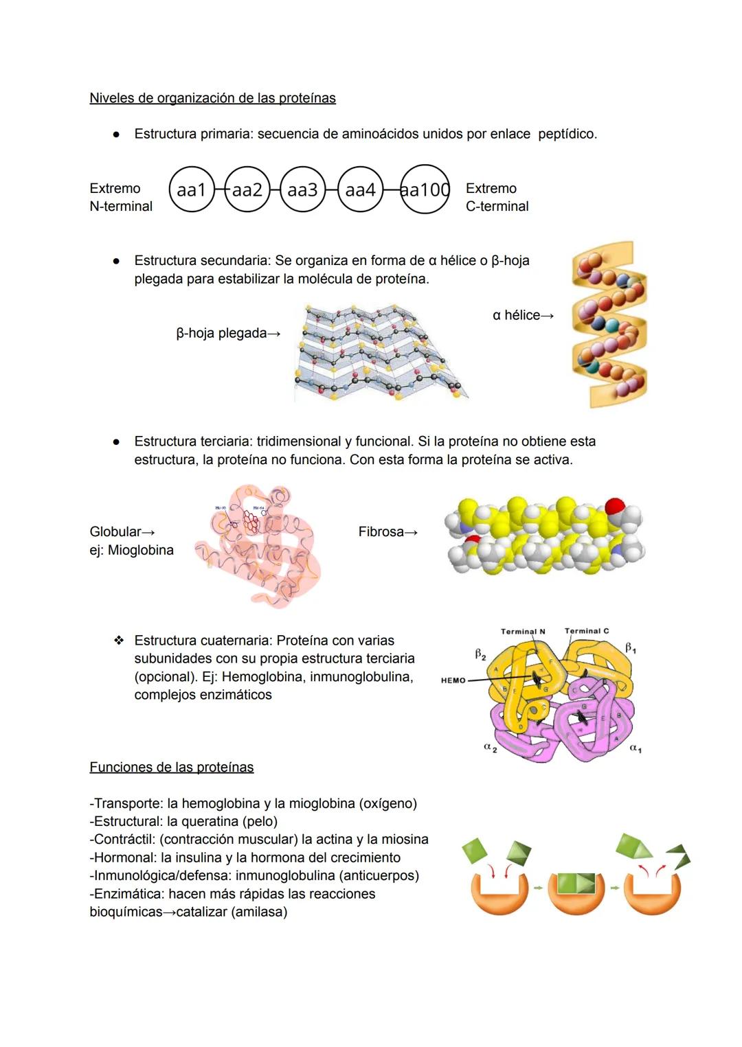 # TEMA 8 NIVELES DE ORGANIZACIÓN DE LOS
SERES VIVOS
1. Los seres vivos y su organización
Un ser vivo es un sistema de organización molecul