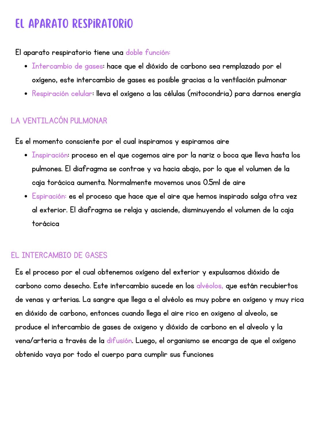 El aparato respiratorio (intercambio de gases, respiración celular, ventilación pulmonar y partes)