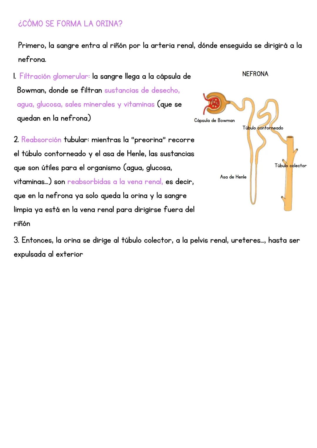 # EL APARATO EXCRETOR
El aparato excretor es un conjunto de estructuras y aparatos que eliminan las
sustancias de desecho que no son buenas