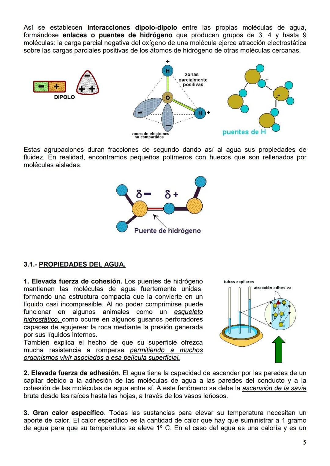 # TEMA 1: LOS BIOELEMENTOS, EL AGUA Y LAS SALES MINERALES
1.- LOS ENLACES QUÍMICOS Y SU IMPORTANCIA BIOLÓGICA.
De todos los elementos que e