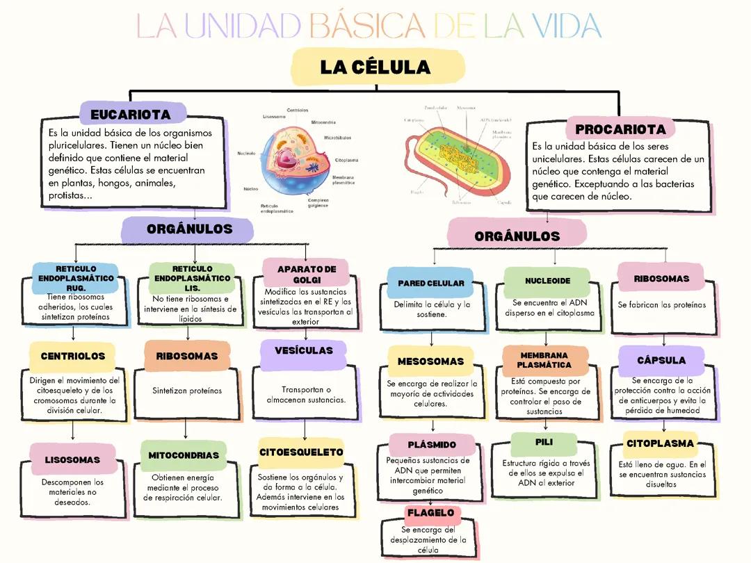 Esquema de las células