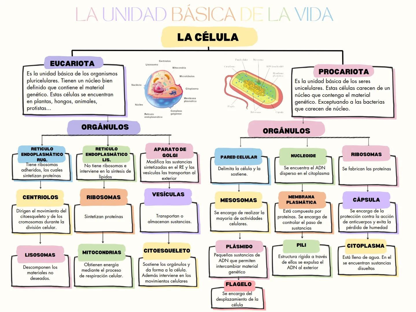 # LA UNIDAD BÁSICA DE LA VIDA
# LA CÉLULA
## EUCARIOTA
Es la unidad básica de los organismos pluricelulares. Tienen un núcleo bien definid