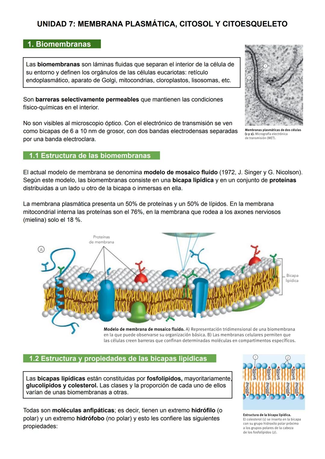 UNIDAD 7: MEMBRANA PLASMÁTICA, CITOSOL Y CITOESQUELETO
1. Biomembranas
Las biomembranas son láminas fluidas que separan el interior de la cé