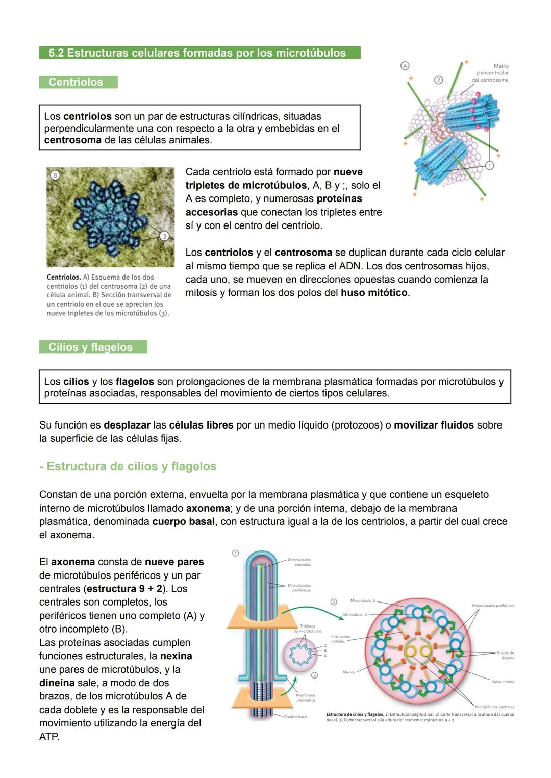 UNIDAD 7: MEMBRANA PLASMÁTICA, CITOSOL Y CITOESQUELETO
1. Biomembranas
Las biomembranas son láminas fluidas que separan el interior de la cé