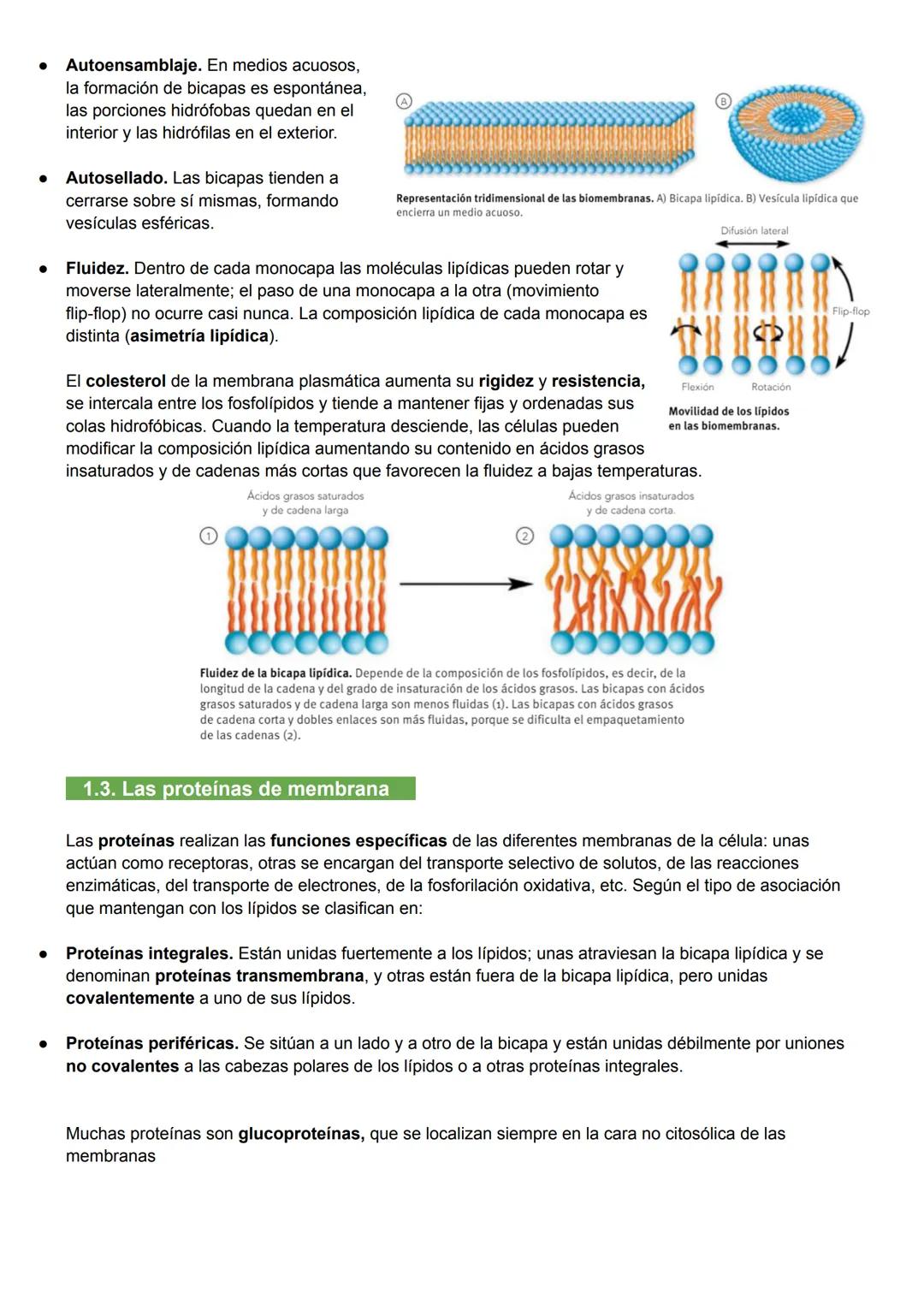 UNIDAD 7: MEMBRANA PLASMÁTICA, CITOSOL Y CITOESQUELETO
1. Biomembranas
Las biomembranas son láminas fluidas que separan el interior de la cé
