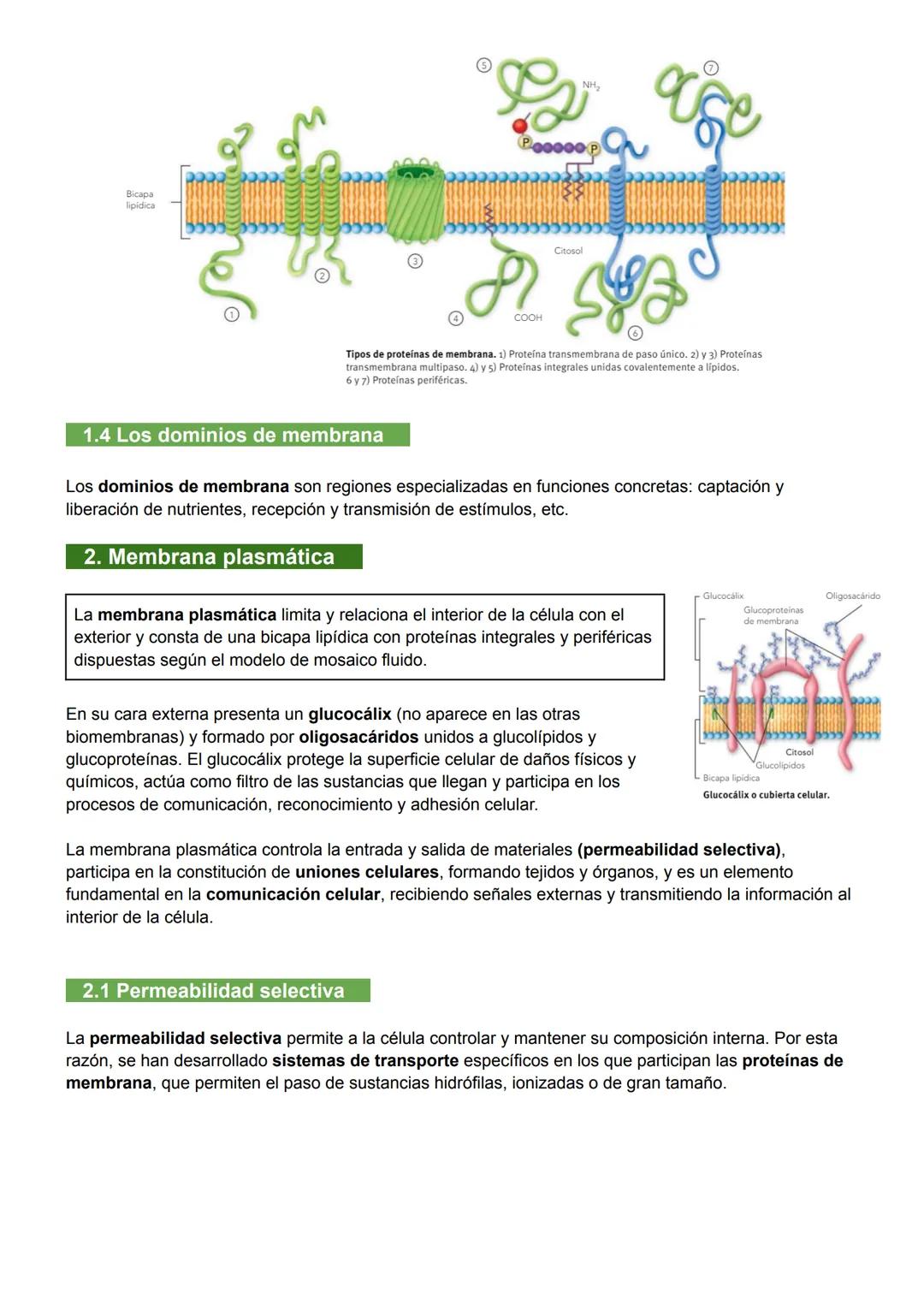 UNIDAD 7: MEMBRANA PLASMÁTICA, CITOSOL Y CITOESQUELETO
1. Biomembranas
Las biomembranas son láminas fluidas que separan el interior de la cé