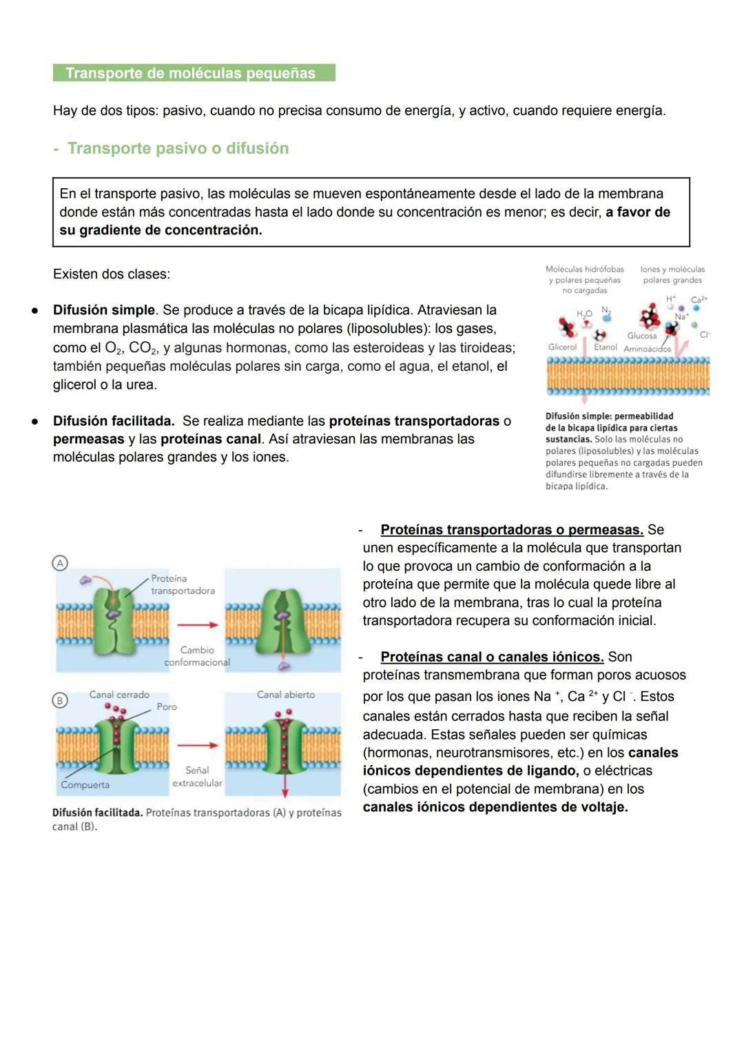 UNIDAD 7: MEMBRANA PLASMÁTICA, CITOSOL Y CITOESQUELETO
1. Biomembranas
Las biomembranas son láminas fluidas que separan el interior de la cé