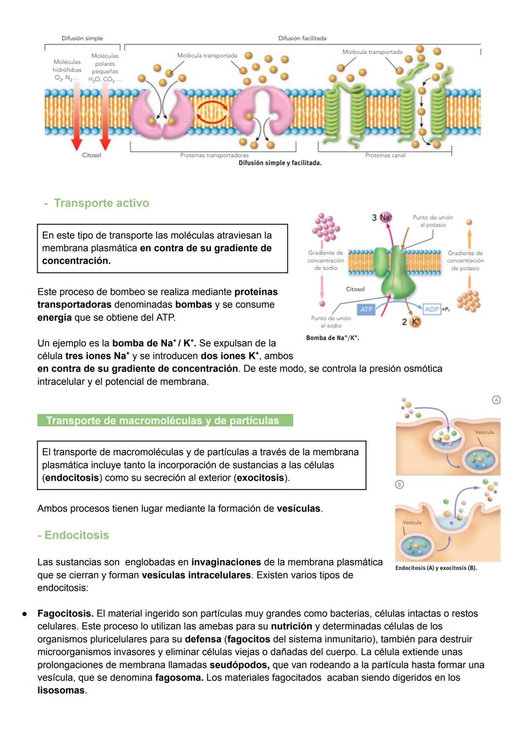 UNIDAD 7: MEMBRANA PLASMÁTICA, CITOSOL Y CITOESQUELETO
1. Biomembranas
Las biomembranas son láminas fluidas que separan el interior de la cé