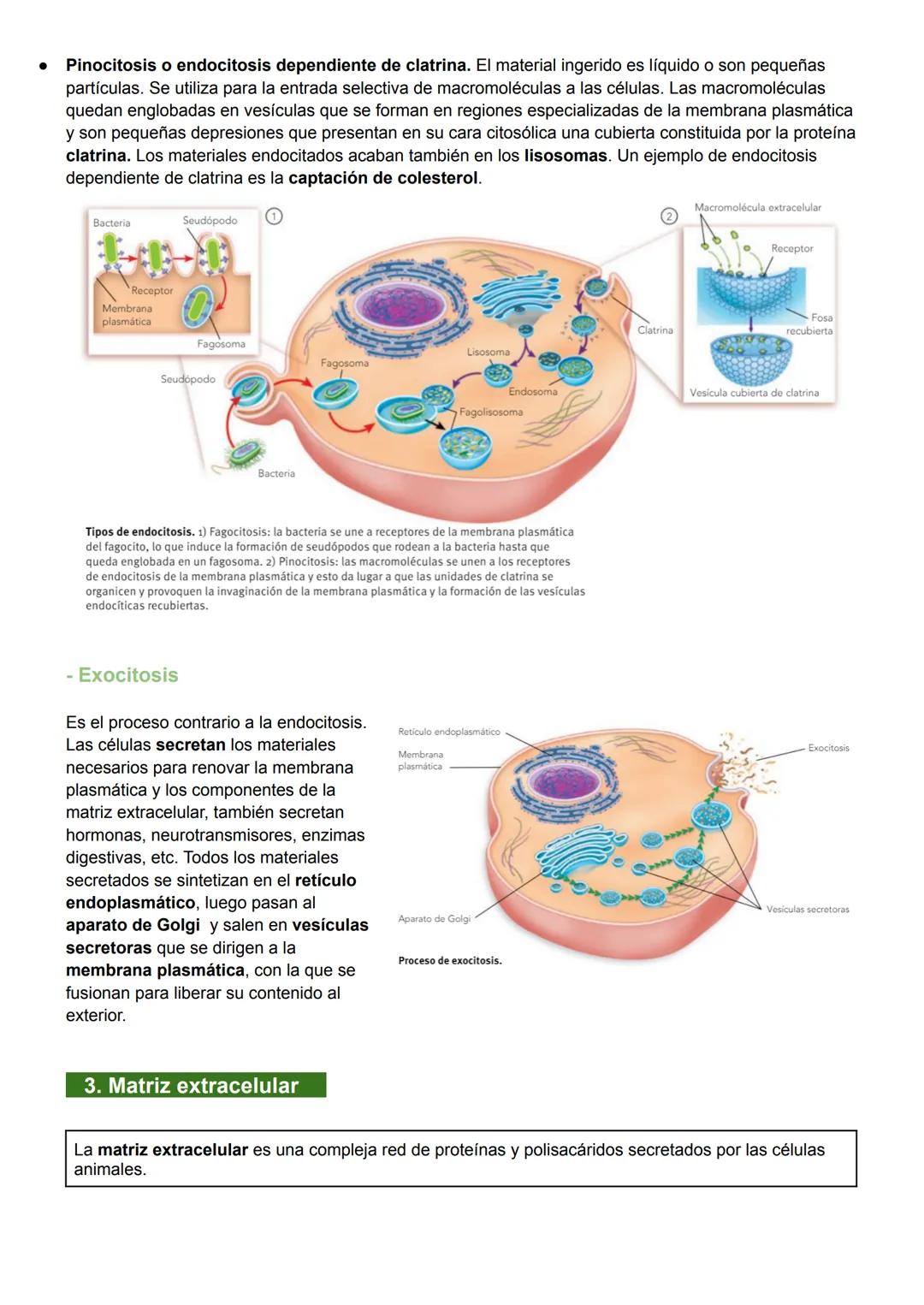 UNIDAD 7: MEMBRANA PLASMÁTICA, CITOSOL Y CITOESQUELETO
1. Biomembranas
Las biomembranas son láminas fluidas que separan el interior de la cé
