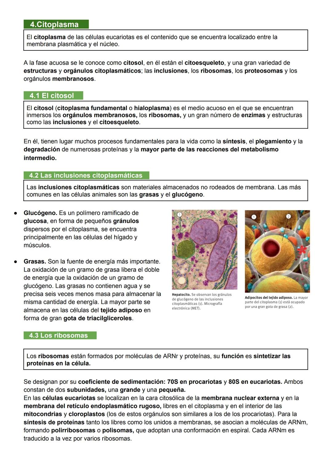 UNIDAD 7: MEMBRANA PLASMÁTICA, CITOSOL Y CITOESQUELETO
1. Biomembranas
Las biomembranas son láminas fluidas que separan el interior de la cé
