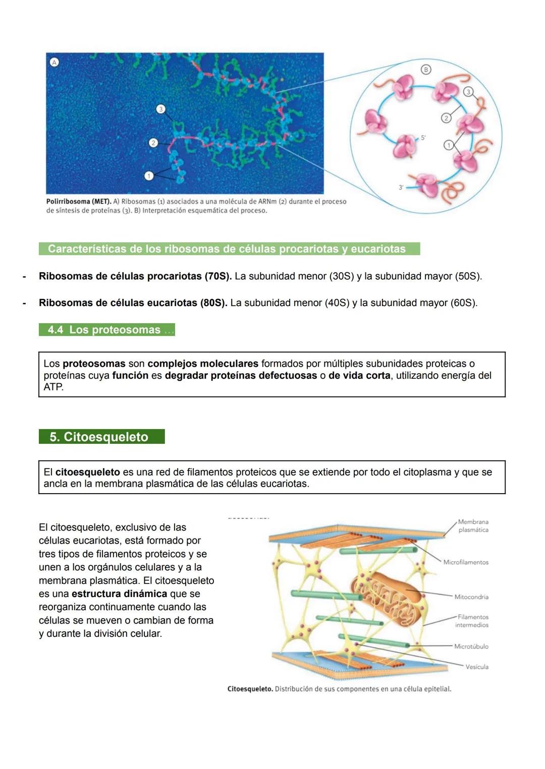 UNIDAD 7: MEMBRANA PLASMÁTICA, CITOSOL Y CITOESQUELETO
1. Biomembranas
Las biomembranas son láminas fluidas que separan el interior de la cé