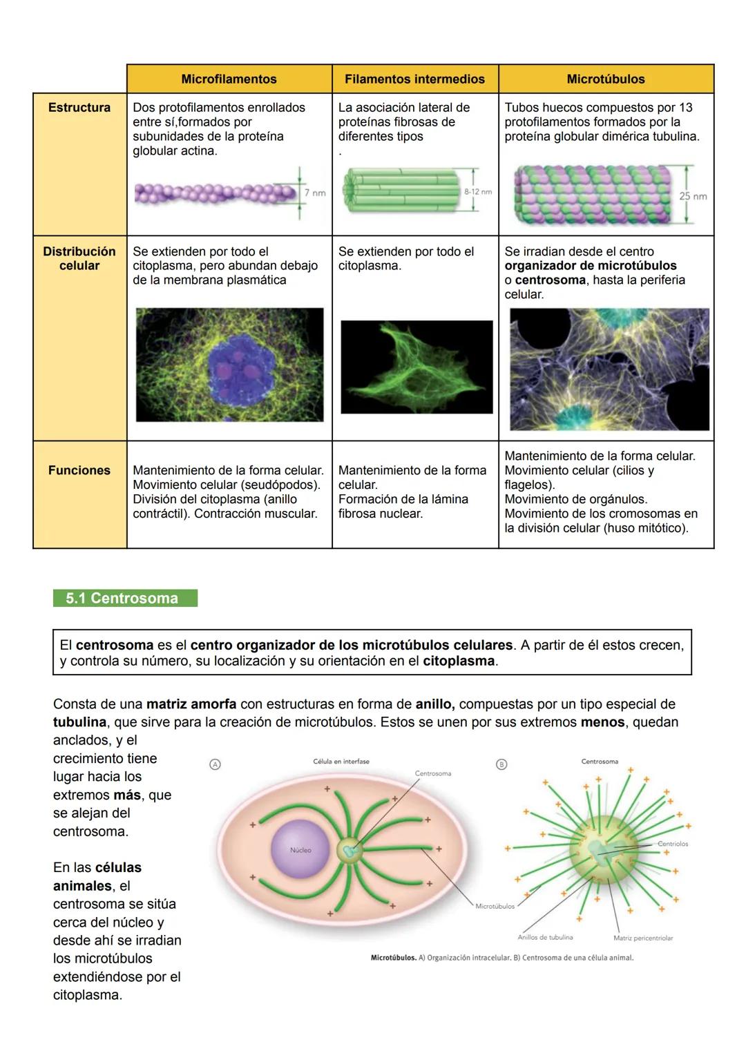 UNIDAD 7: MEMBRANA PLASMÁTICA, CITOSOL Y CITOESQUELETO
1. Biomembranas
Las biomembranas son láminas fluidas que separan el interior de la cé