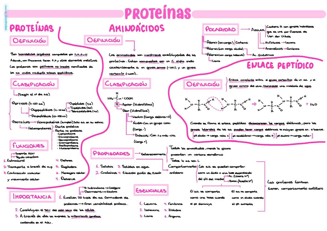 Tema Proteínas 2º Bach Pau