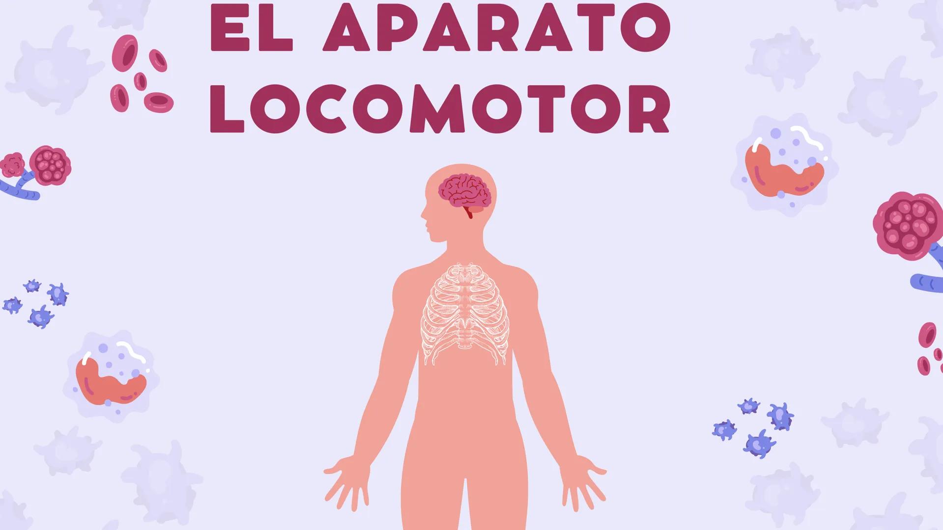 # EL APARATO
# LOCOMOTOR # ¿Qués es el aparato locomotor?
El aparato locomotor o sistema musculoesquelético permite el movimiento de nuestr
