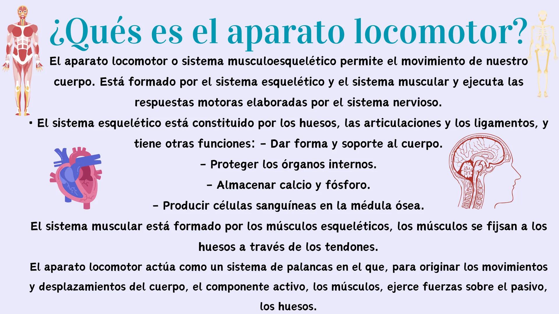 # EL APARATO
# LOCOMOTOR # ¿Qués es el aparato locomotor?
El aparato locomotor o sistema musculoesquelético permite el movimiento de nuestr