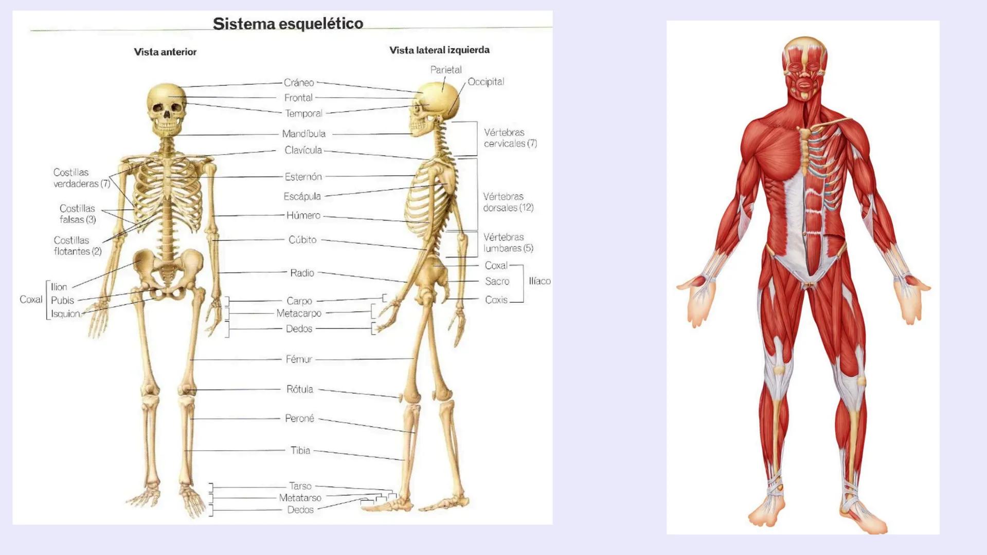 # EL APARATO
# LOCOMOTOR # ¿Qués es el aparato locomotor?
El aparato locomotor o sistema musculoesquelético permite el movimiento de nuestr