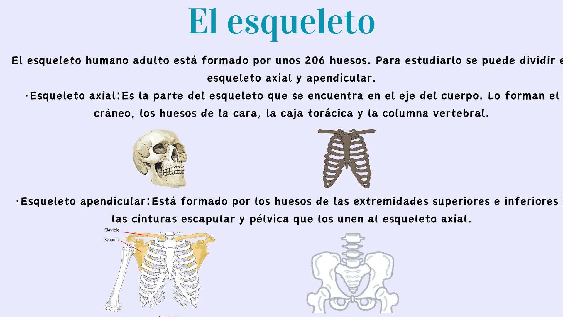 # EL APARATO
# LOCOMOTOR # ¿Qués es el aparato locomotor?
El aparato locomotor o sistema musculoesquelético permite el movimiento de nuestr