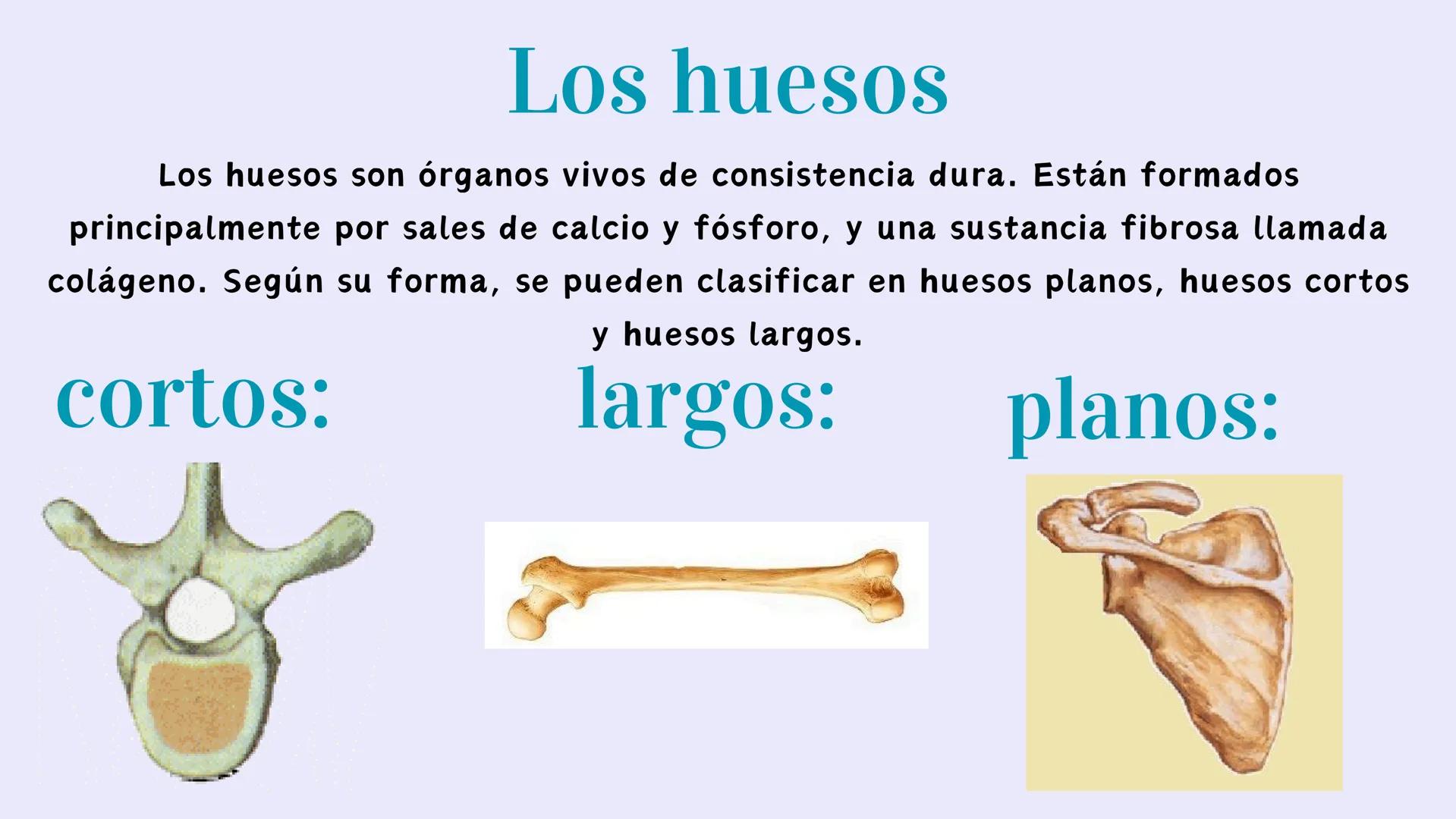# EL APARATO
# LOCOMOTOR # ¿Qués es el aparato locomotor?
El aparato locomotor o sistema musculoesquelético permite el movimiento de nuestr