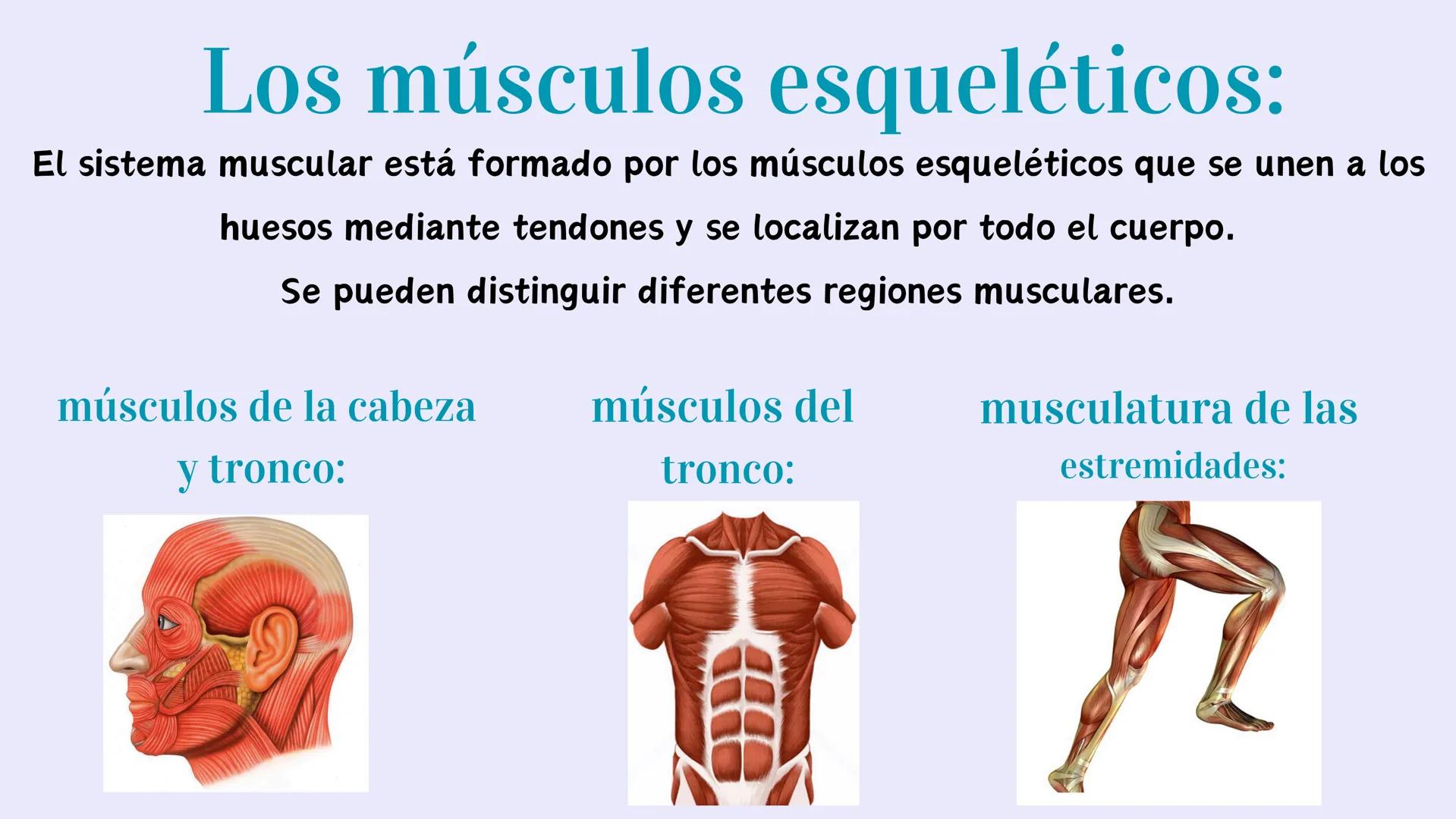 # EL APARATO
# LOCOMOTOR # ¿Qués es el aparato locomotor?
El aparato locomotor o sistema musculoesquelético permite el movimiento de nuestr