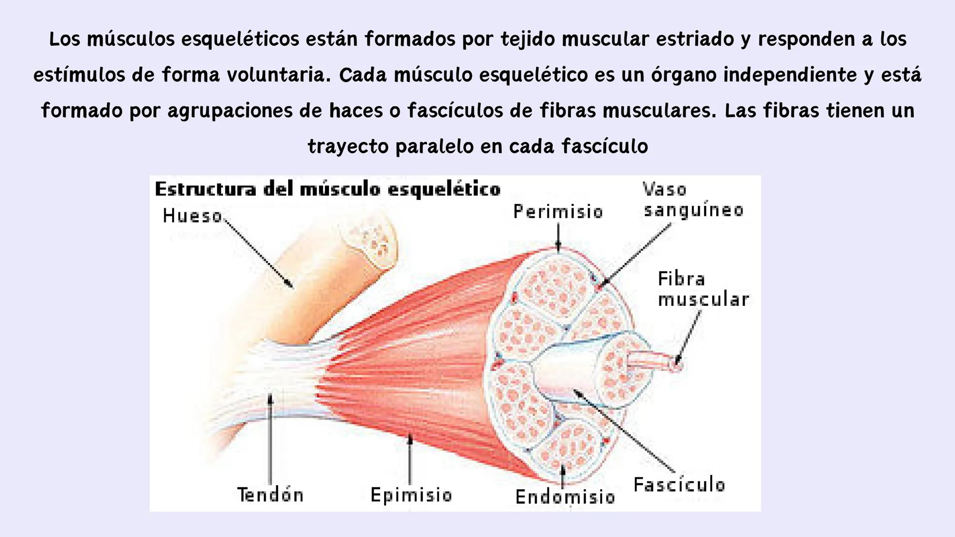 # EL APARATO
# LOCOMOTOR # ¿Qués es el aparato locomotor?
El aparato locomotor o sistema musculoesquelético permite el movimiento de nuestr
