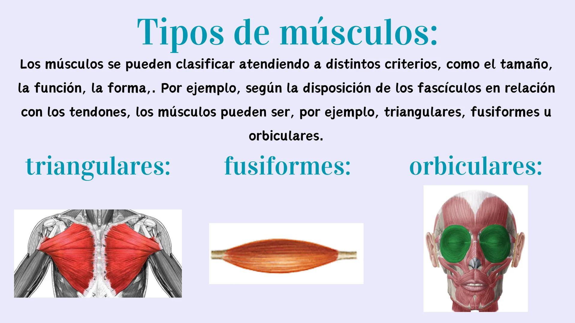 # EL APARATO
# LOCOMOTOR # ¿Qués es el aparato locomotor?
El aparato locomotor o sistema musculoesquelético permite el movimiento de nuestr