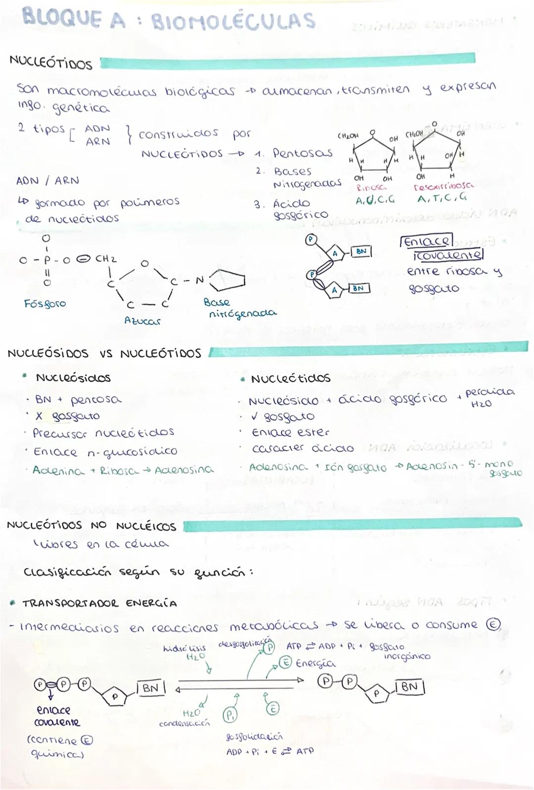 # BLOQUE A : BIOMOLÉCULAS
NUCLEOTIDOS
Son macromoléculas biológicas → almacenan, transmiten y expresan
ingo. genética
2 tipos $\begin{cas