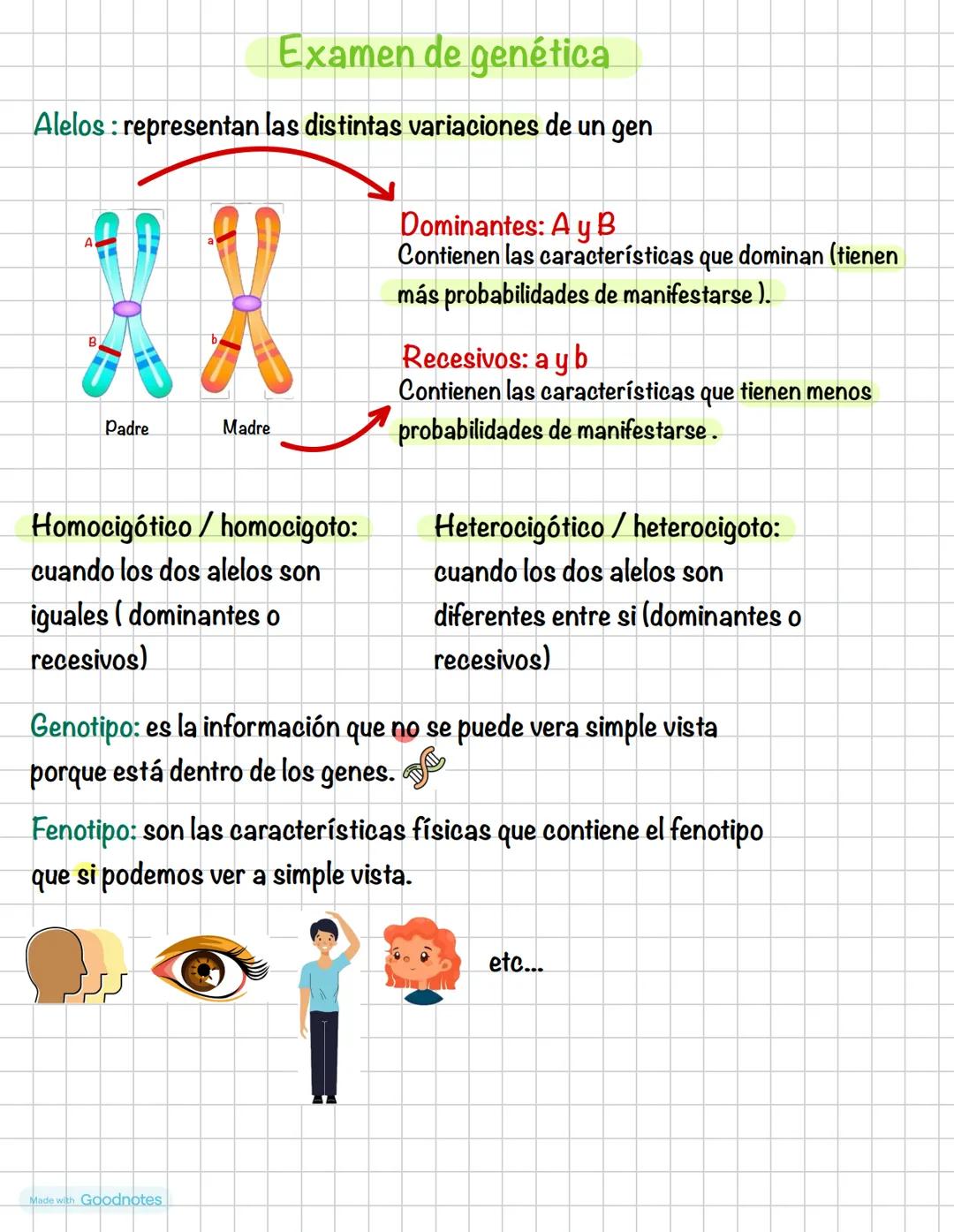 Weaver Goodnotes # Examen de genética
Alelos: representan las distintas variaciones de un gen
X
Padre
Madre
Dominantes: A y B
Contienen