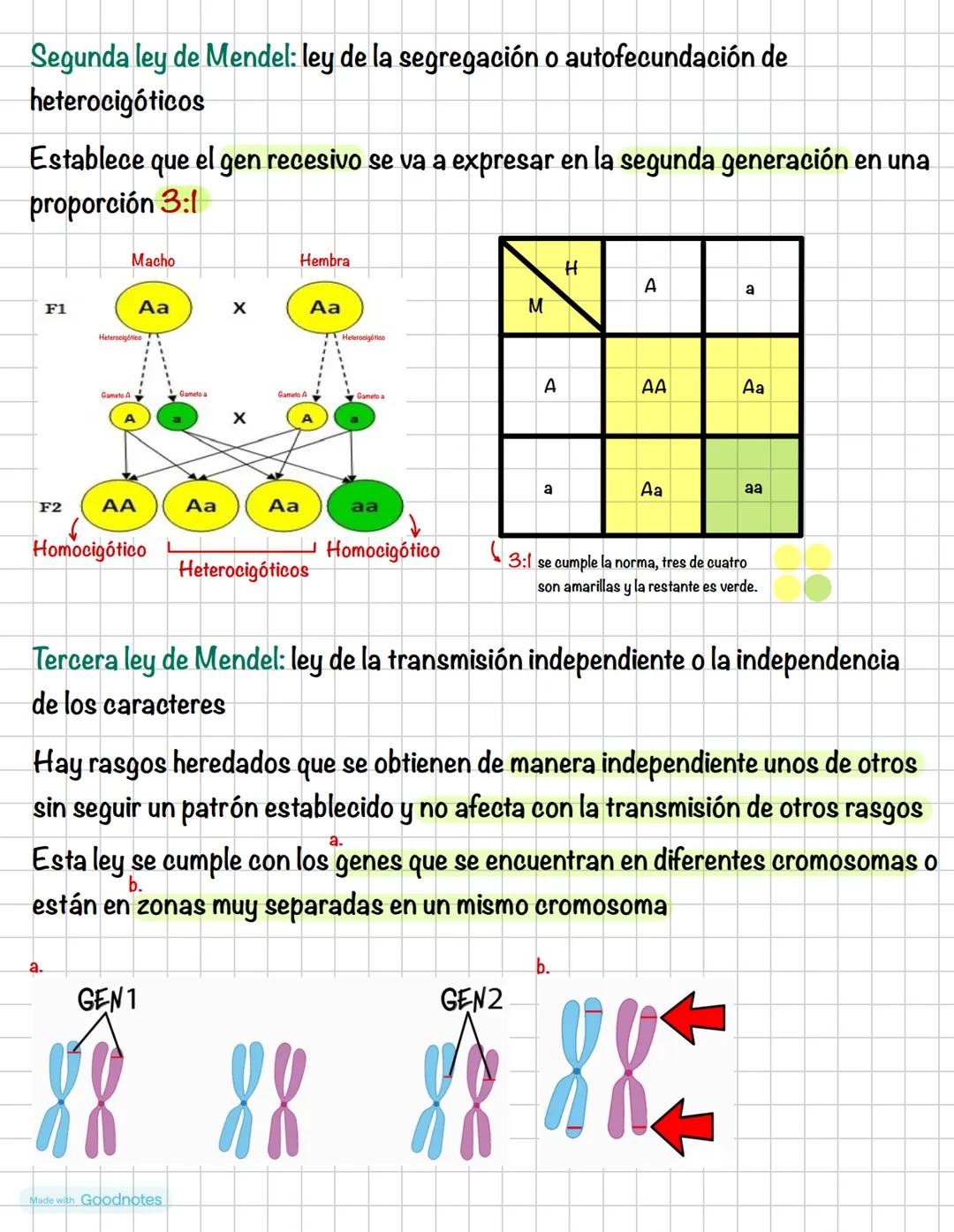 Weaver Goodnotes # Examen de genética
Alelos: representan las distintas variaciones de un gen
X
Padre
Madre
Dominantes: A y B
Contienen