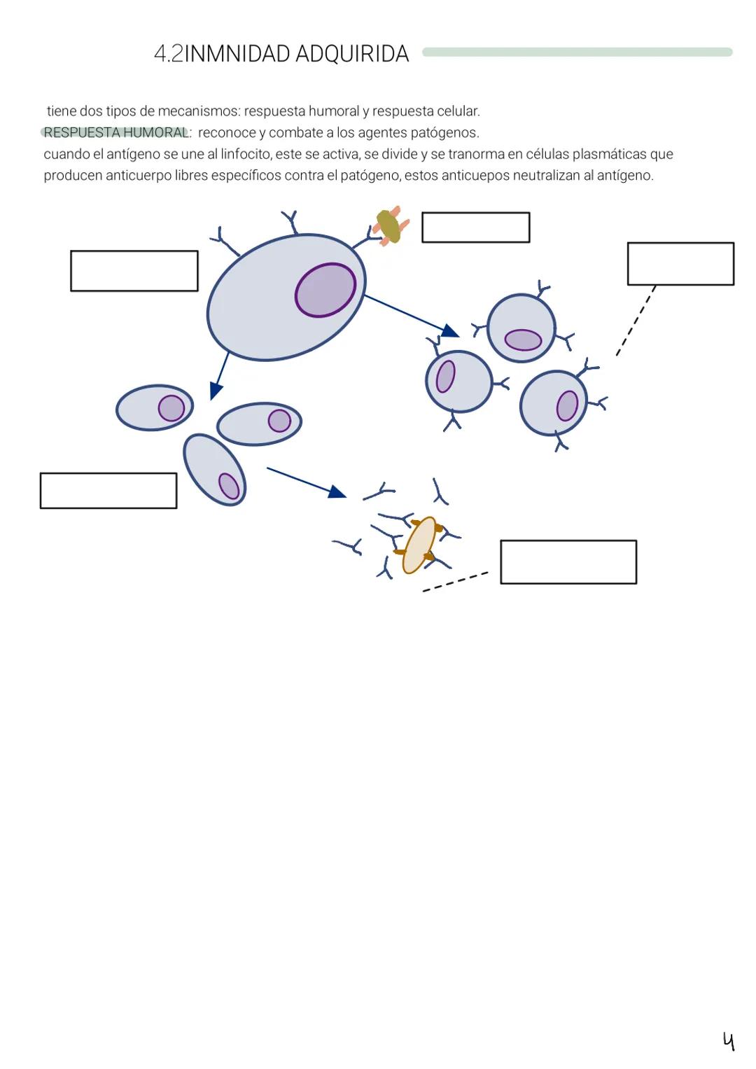 # BIOLOGÍA Title
Jnotes # BIOLOGIA Y GEOLOGIA
1. salud y enfermedad
SALUD SOCIAL: características de entorno y comuidad dónde vivimos (al