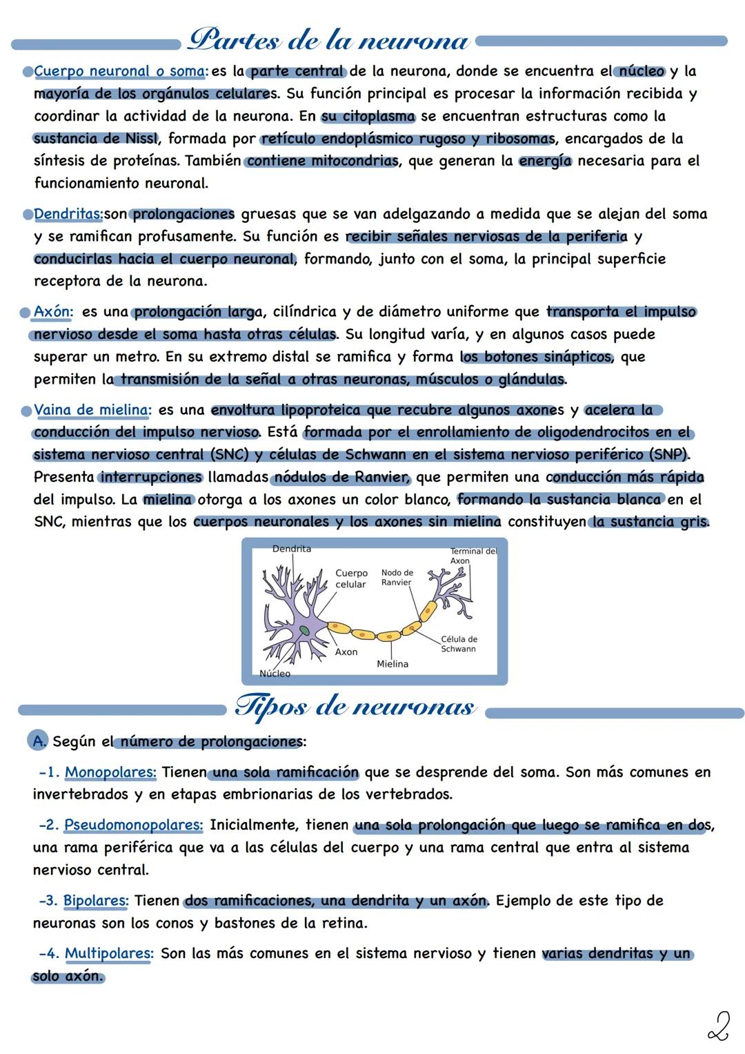 # Fisiologia del
Sistema nervioso
Tejido nervioso
El tejido nervioso está formado por dos tipos principales de células:
-Neuronas: Son cél