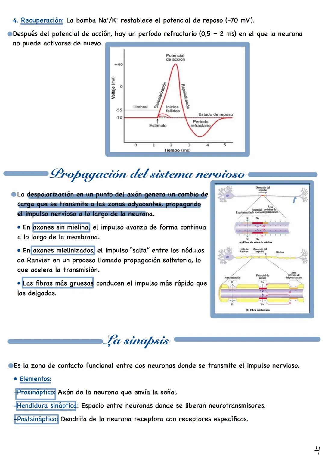 # Fisiologia del
Sistema nervioso
Tejido nervioso
El tejido nervioso está formado por dos tipos principales de células:
-Neuronas: Son cél