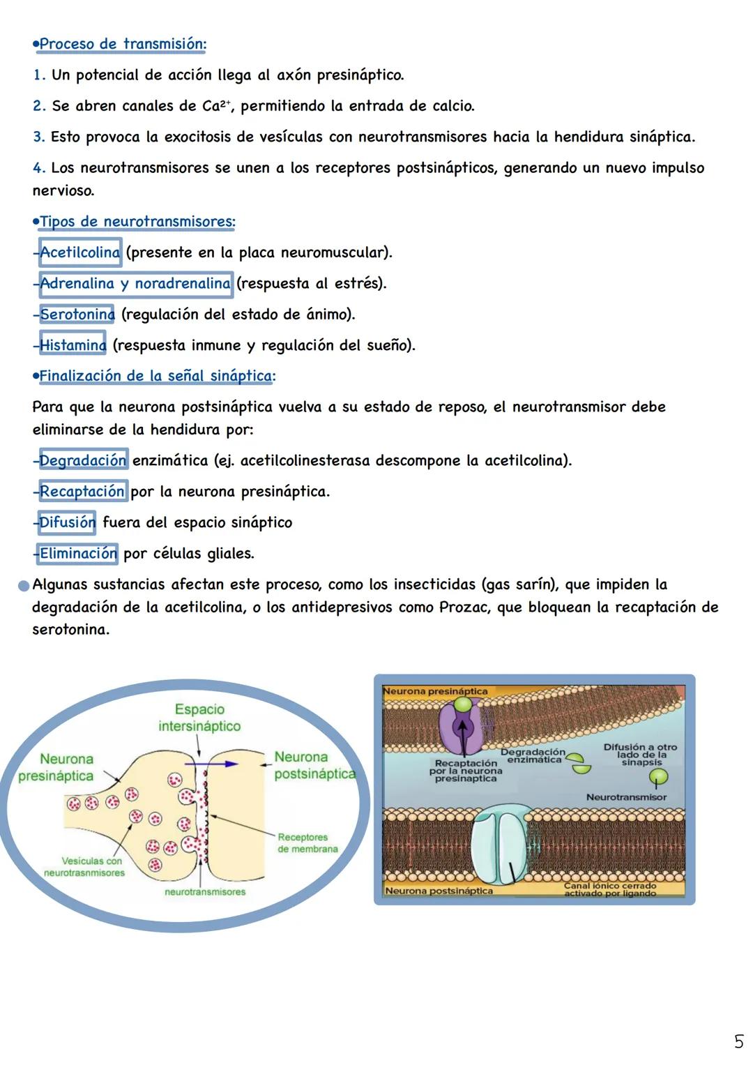 # Fisiologia del
Sistema nervioso
Tejido nervioso
El tejido nervioso está formado por dos tipos principales de células:
-Neuronas: Son cél