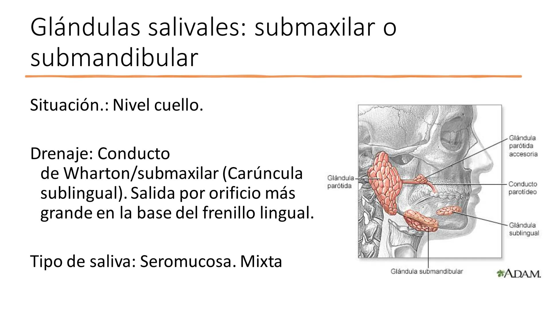 UD3 Procesos en los que interviene el
aparato estomatognático
Anatomía y fisiología de la salivación y la deglución # Glándulas
salivales
T