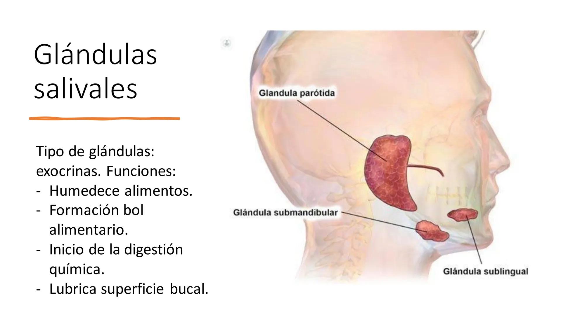 UD3 Procesos en los que interviene el
aparato estomatognático
Anatomía y fisiología de la salivación y la deglución # Glándulas
salivales
T