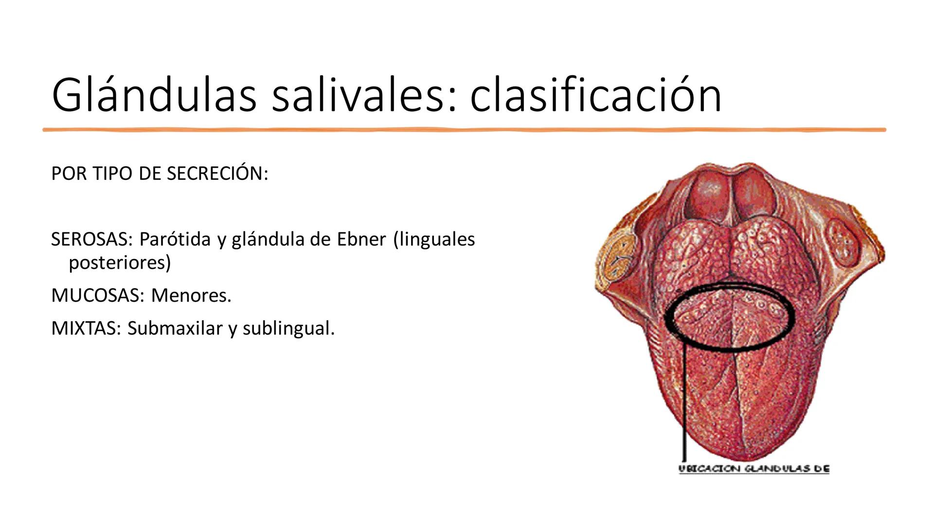UD3 Procesos en los que interviene el
aparato estomatognático
Anatomía y fisiología de la salivación y la deglución # Glándulas
salivales
T