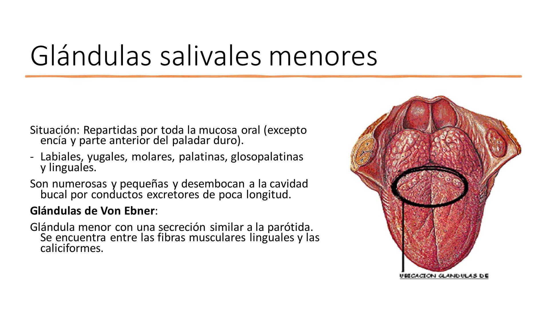 UD3 Procesos en los que interviene el
aparato estomatognático
Anatomía y fisiología de la salivación y la deglución # Glándulas
salivales
T