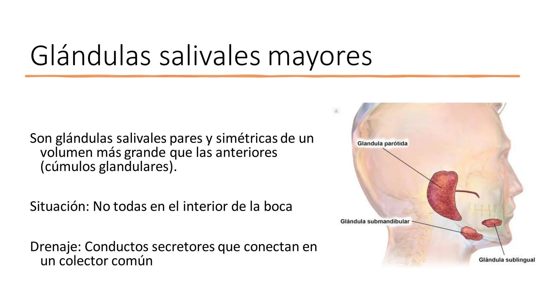 UD3 Procesos en los que interviene el
aparato estomatognático
Anatomía y fisiología de la salivación y la deglución # Glándulas
salivales
T