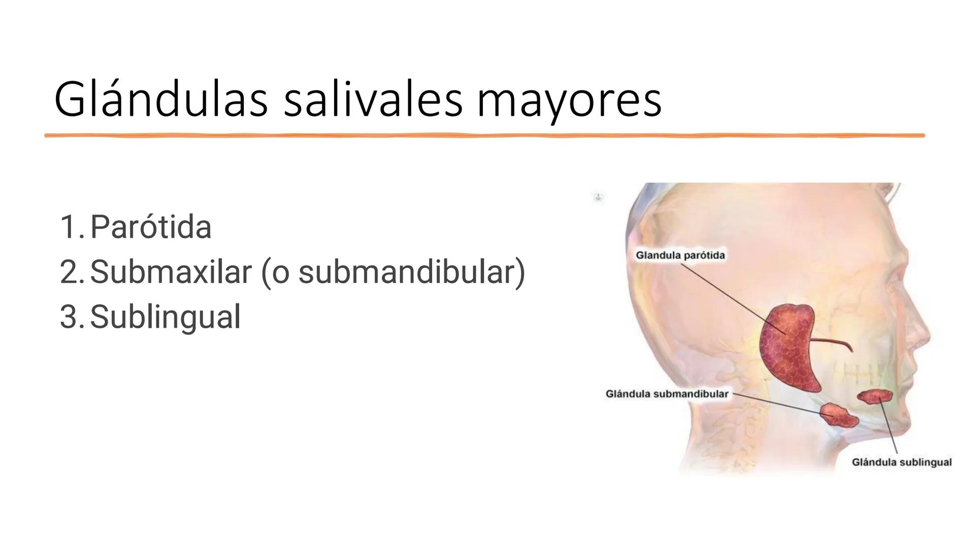 UD3 Procesos en los que interviene el
aparato estomatognático
Anatomía y fisiología de la salivación y la deglución # Glándulas
salivales
T