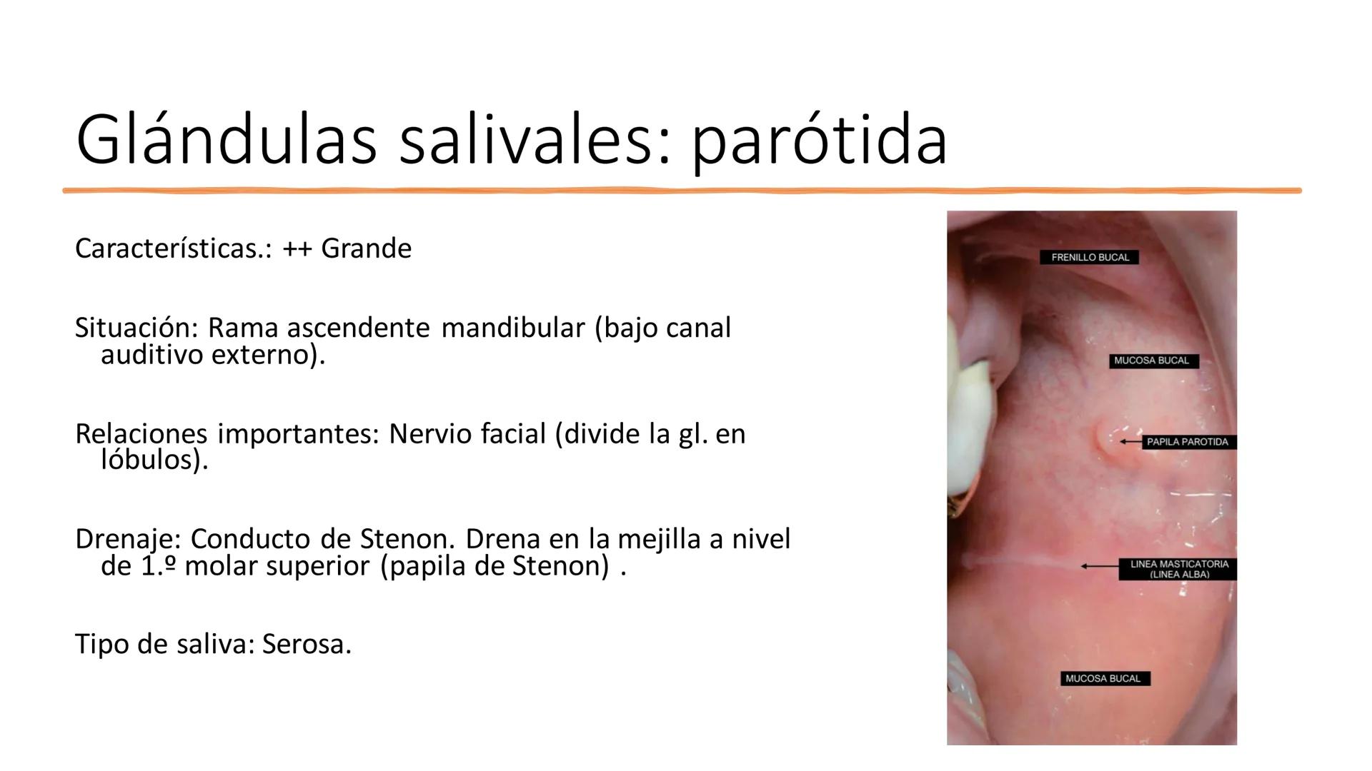 UD3 Procesos en los que interviene el
aparato estomatognático
Anatomía y fisiología de la salivación y la deglución # Glándulas
salivales
T