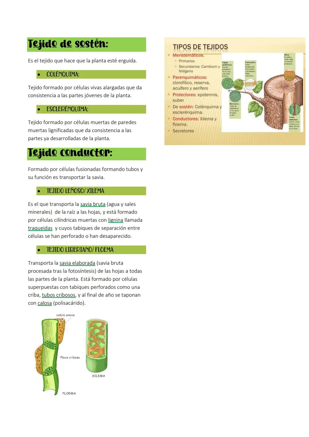 --- OCR Start ---
IMAN ZINE OUJGLI 1ºBACH
TEMA 3: Histologia
Vegetal
Los tejidos vegetales carecen de sustancia
intercelular, y sus células