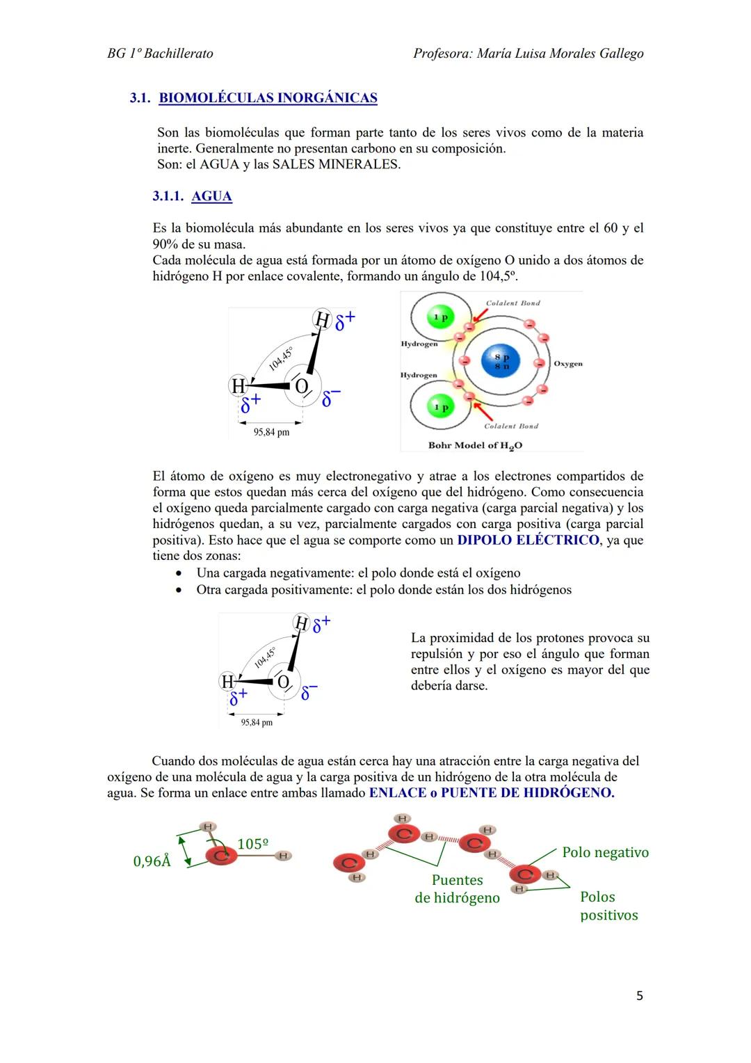 --- OCR Start ---
BG 1º Bachillerato
Profesora: Maria Luisa Morales Gallego
Tema 6
LOS SERES VIVOS Y SU ORGANIZACIÓN
1. NIVELES DE ORGANIZAC